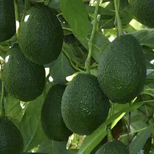 Kenya's avocado export tariff to China falls to rates of 7 percent