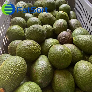 Agosto es la temporada de maduración de aguacates Colombianos