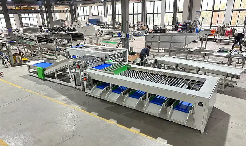 A new customer chose FstSort Sweet Potatoes Grading Machine