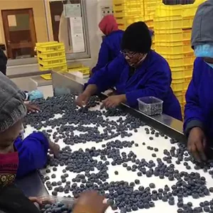 Sorter plays an important role in fresh market