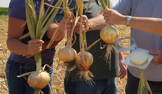 China’s onion exports and prices to rise in 2024