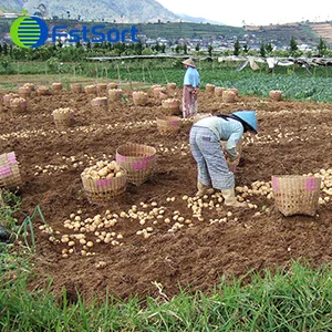 In the peak season of potatoes, we are committed to providing customized sorting systems for Indonesian merchants