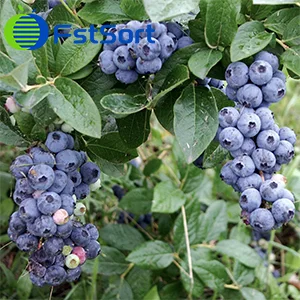 Low dropout sorting equipment for blueberries
