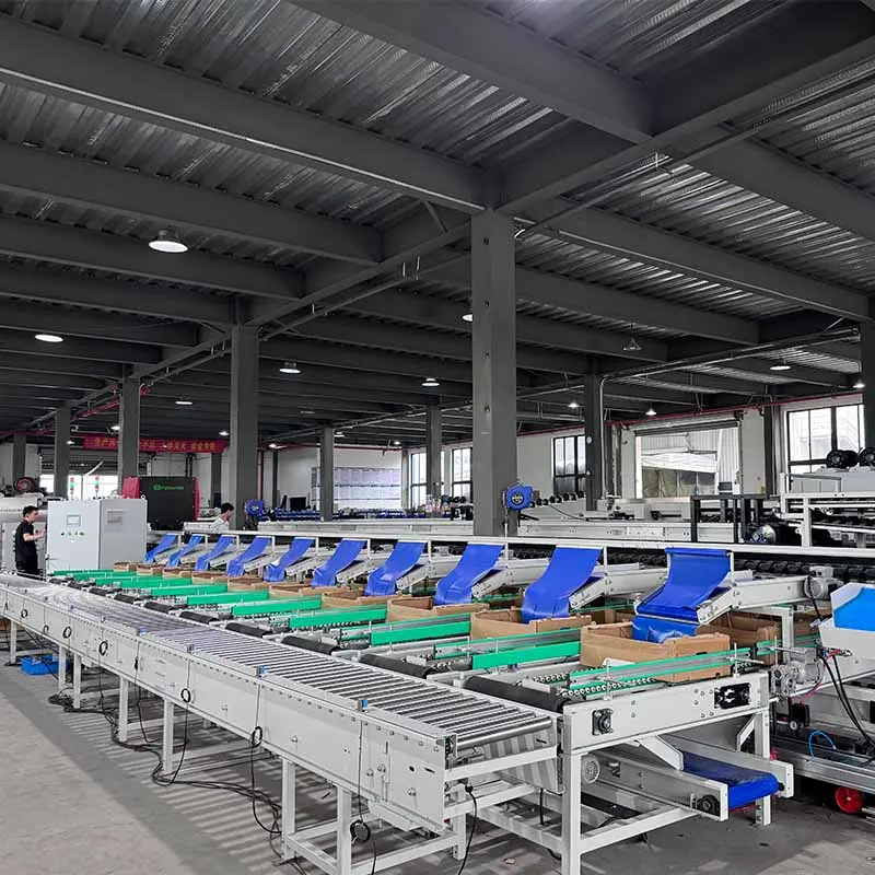 Fstsort optical system helps Mexican tomato growers improve sorting efficiency