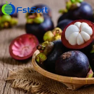 A new export season for the Indonesian Java mangosteen has begun