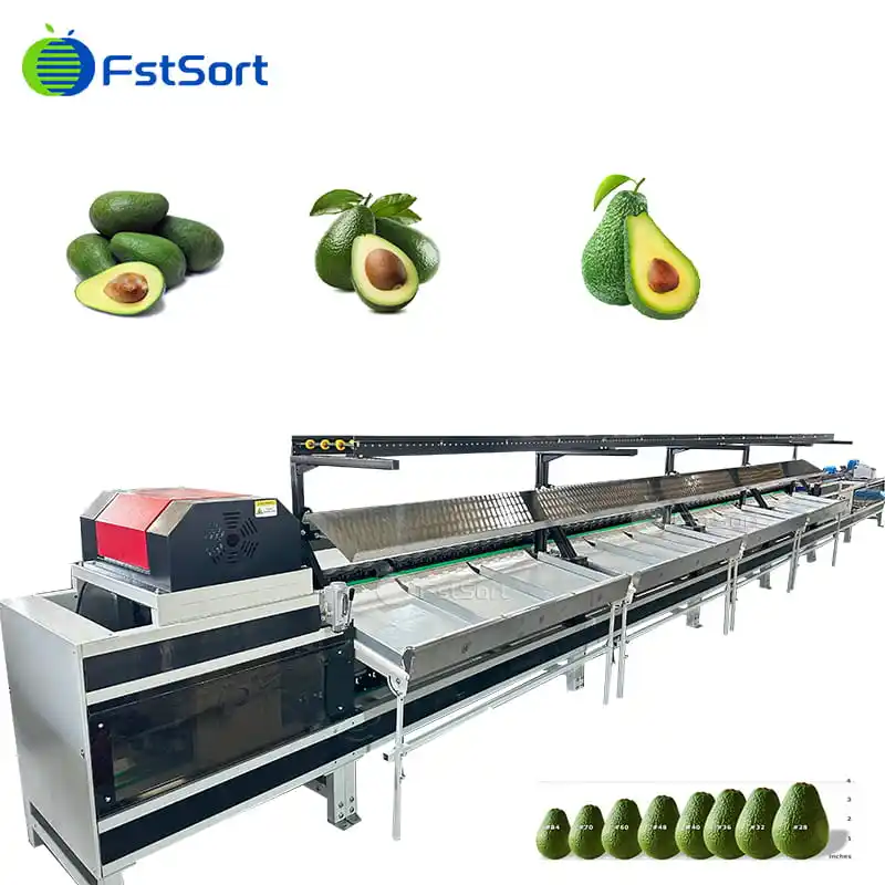 Fstsort customized cleaning and waxing sorting line for avocado packaging warehouse