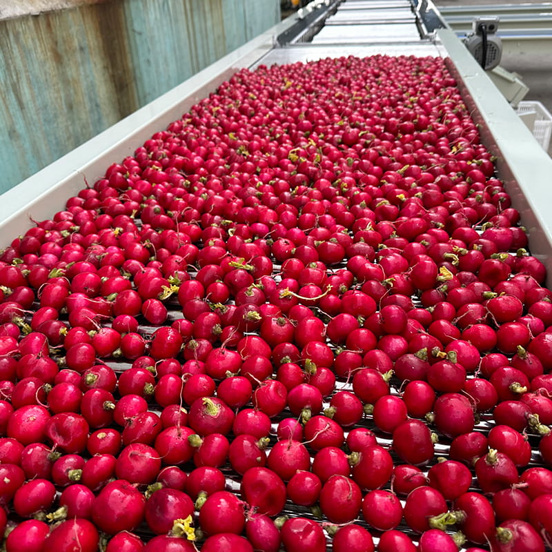 Máquina clasificadora de remolacha
Máquina clasificadora de remolacha
Equipo de clasificación de rábanos cereza Máquina clasificadora de remolacha
Máquina clasificadora de remolacha
Equipo de clasificación de rábanos cereza