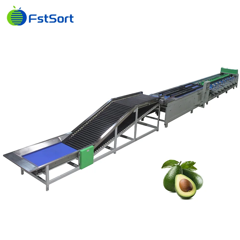 Avocado sorting machine