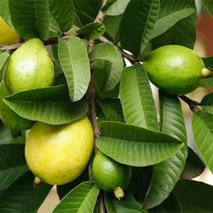 Industry Insight: Guava Grading — From “Hand-Feel” to “Algorithm”