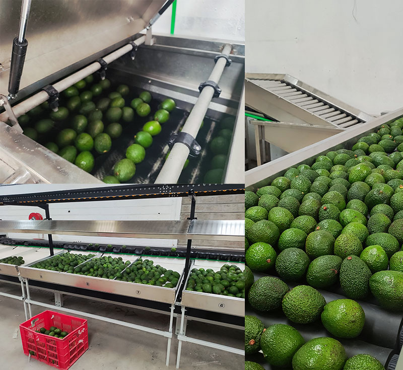 Best-selling avocado machine in 2024 | FstSort