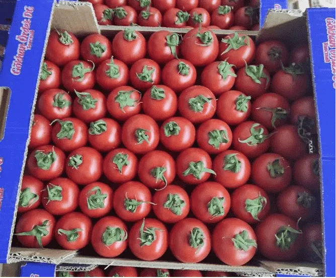 Cherry tomato processing line