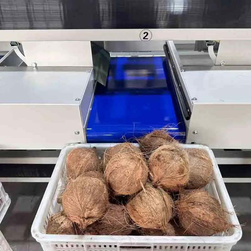 Primera máquina clasificadora de coco en Costa de Marfil