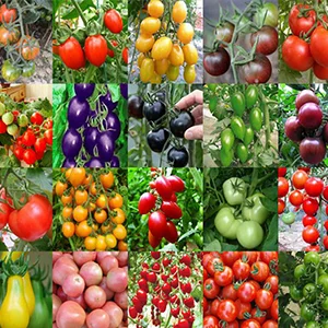 Israeli Market Viewed from Cherry Tomatoes