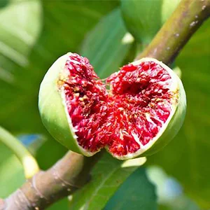 Fig-Catering for the Marketing Demands