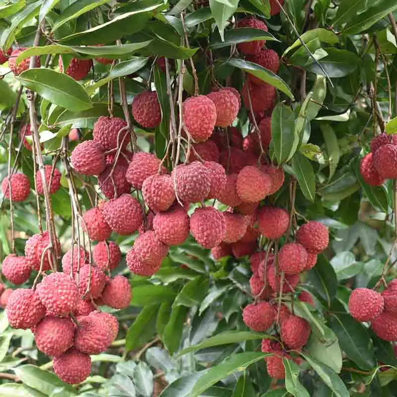 ¡La temporada de lichi vuelve!