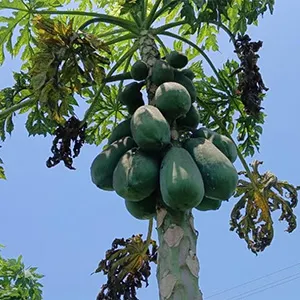 La solución personalizada de FstSort impulsa la industria papayera mexicana