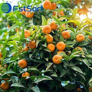 Peruvian citrus exports are expected to grow by around 8 percent in 2022