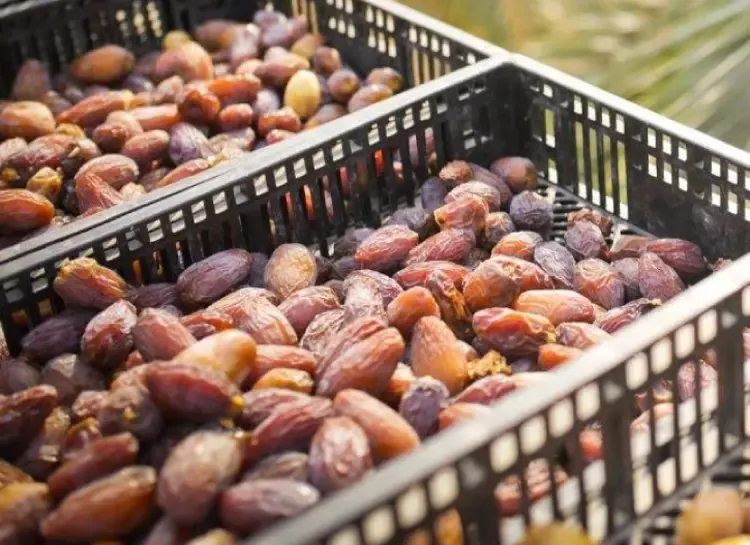Tunisia: Date production increases in 2023