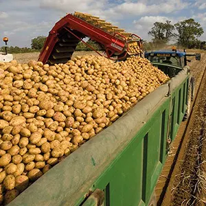 Boost your potato grading efficiency way