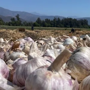 How FstSort Can Make Spanish Garlic a Difference