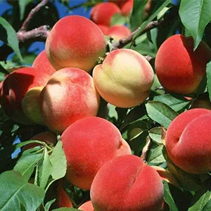 How Many Steps Are There in Peach Processing
