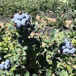 Peru blueberry: Acreage reaches peak