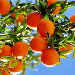 Laos will start exporting citrus to China next year