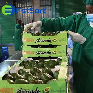 First export to China - Kenyan fresh avocado