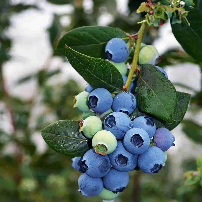 What are the steps in blueberry processing