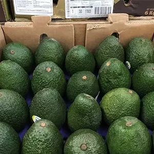 Annual exports of Peruvian avocados increase