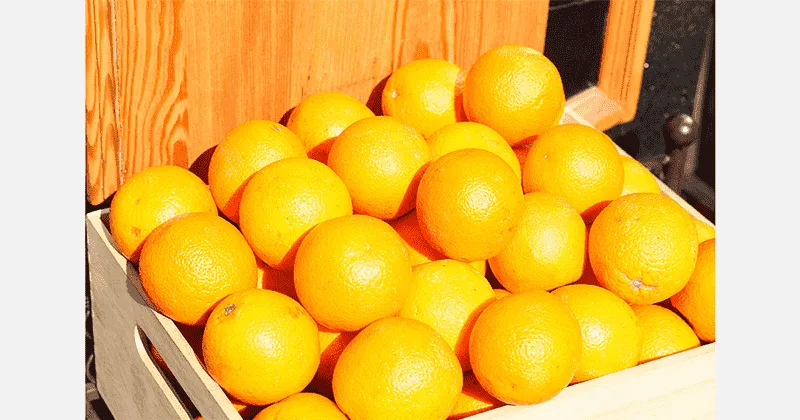 Fstsort Empowers Morocco’s Citrus Excellence with Advanced Sorting Solutions