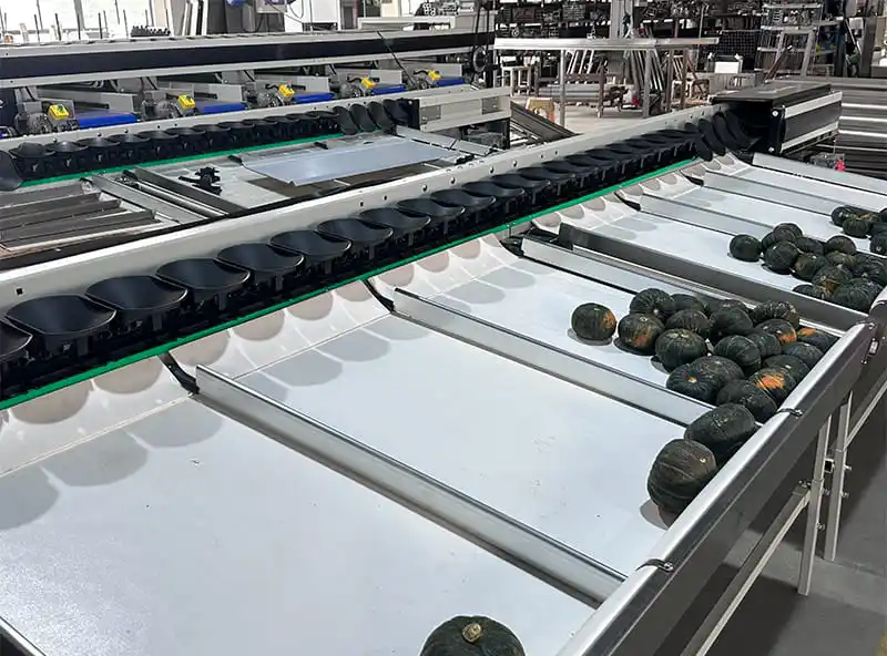 Flexible fruit weight sorting machine helps China's baby pumpkin market sell well