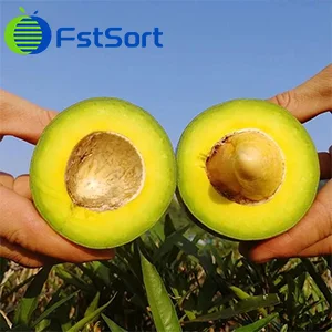 Las clasificaciones de volumen de comercio de aguacate aumentaron