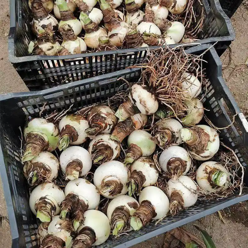 Customized washer specifically designed for the Peru amaryllis bulb market