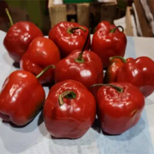 ¡Éxito en Perú: Clasificación Precisa para Pimientos Rocoto!