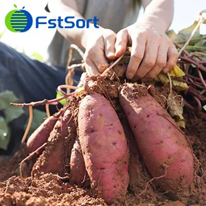 Sweet Potatoes Season