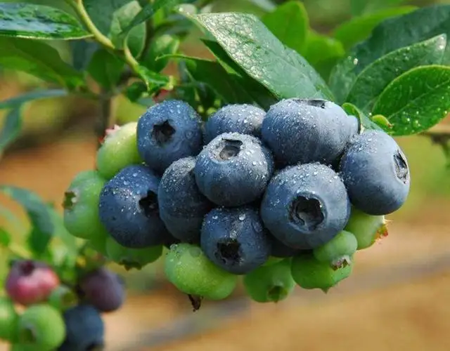 El mercado chino de arándanos da la bienvenida a nuevos jugadores