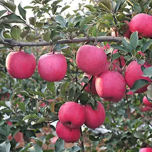 Quick sorting Apple is no longer a dream