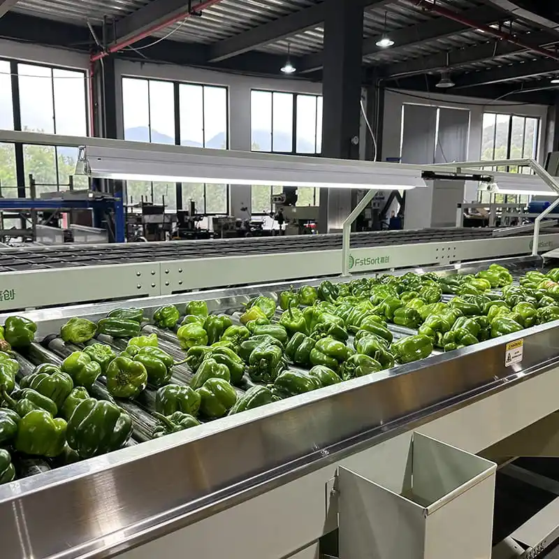 Four-Channel Bell Pepper Washing Drying and Weight Sorting Line
