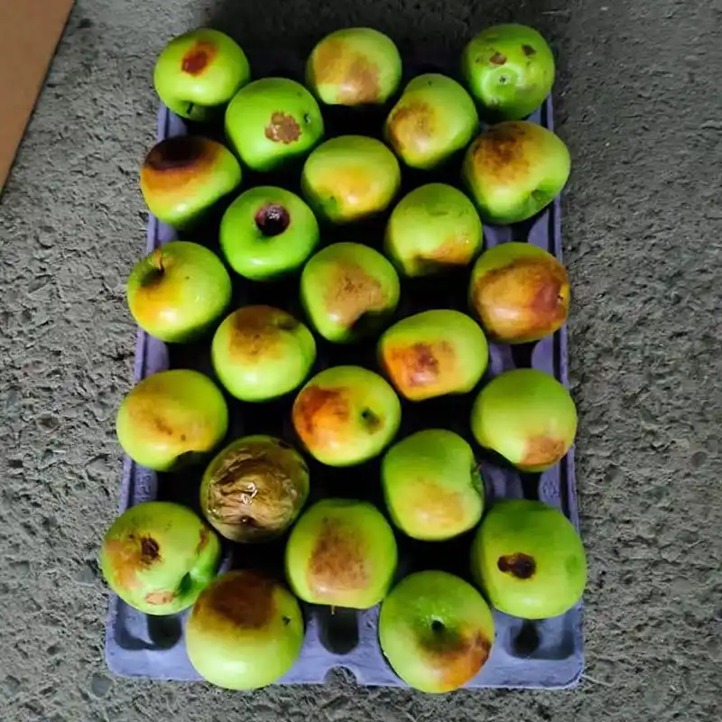 AI y sistema de clasificación óptica