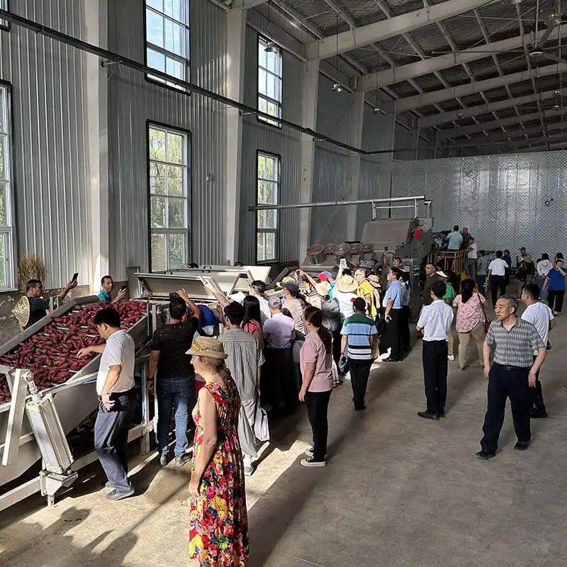 Sweet potato processing line attracts the enthusiastic pursuit of customers all over the world
