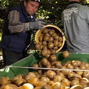 Greece's kiwi production has slightly increased this season