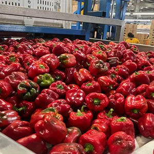 FstSort AI Optical Sorter: Identifying Capsicums Defects for Australian Partner