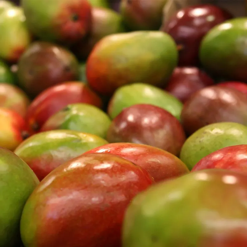 Brazil’s Mango Season Peaks, Driving Demand for Upgraded Sorting Technology