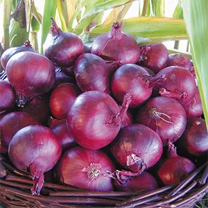 Dutch red onion shortage