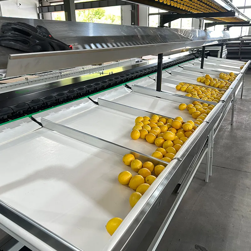 Eureka lemon sorting machine