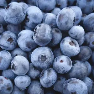 Peru will export 30,000 tons of blueberries to China