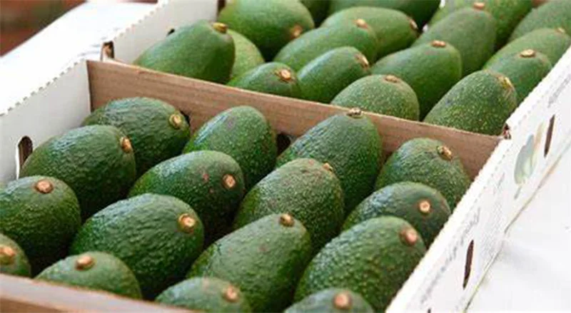 Tanzanian avocados fly directly to Guangzhou in 12 hours, fresh and fast to the Chinese market!