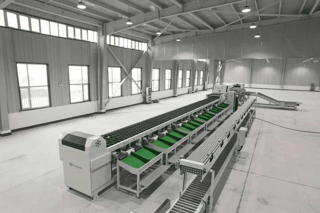 Sorting Machine for Fragile Fruits