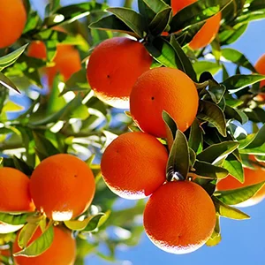 South African citrus exports forced to suspend